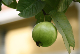 Guava Varieties to Grow in Bangladesh: Choosing the Best Ones for Your Farm