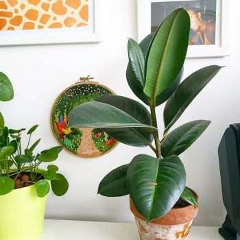 Ficus elastica