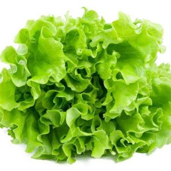 Iceberg Lettuce