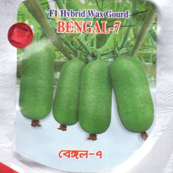 F1 bengal 7