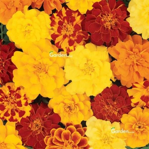 French Marigold Durango Mix (15 Seeds)