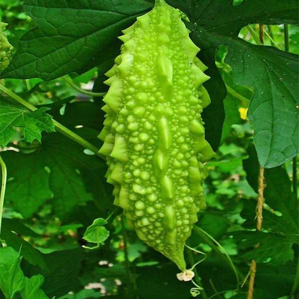 Hybrid Bitter Melon Seeds (হাইব্রিড করলা বীজ)
