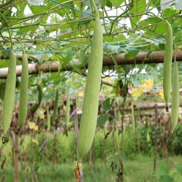 Hybrid Sponge Gourd Seeds (হাইব্রিড ধুন্দল বীজ)