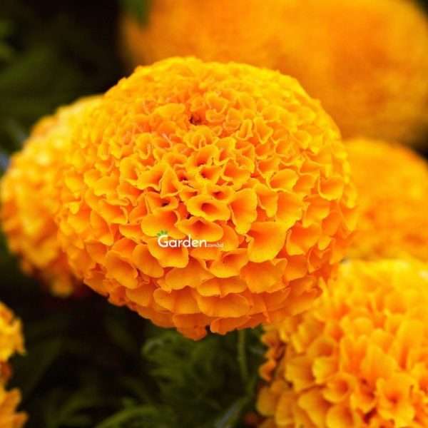 Marigold Orange F1 Hybrid (15 Seeds)