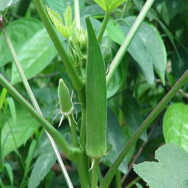 Okra Seeds (কলাতিয়া ঢেঁড়শ বীজ)