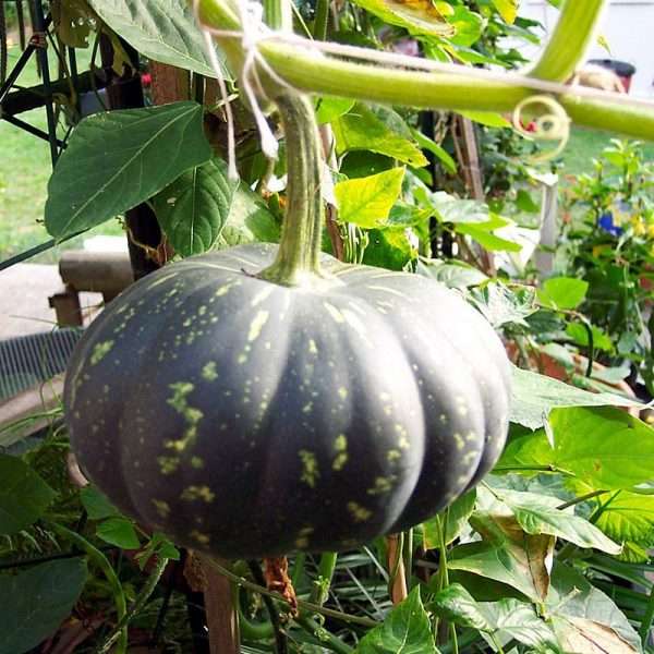 Pumpkin Seeds (বারমাসি মিষ্টি কুমড়া বীজ)