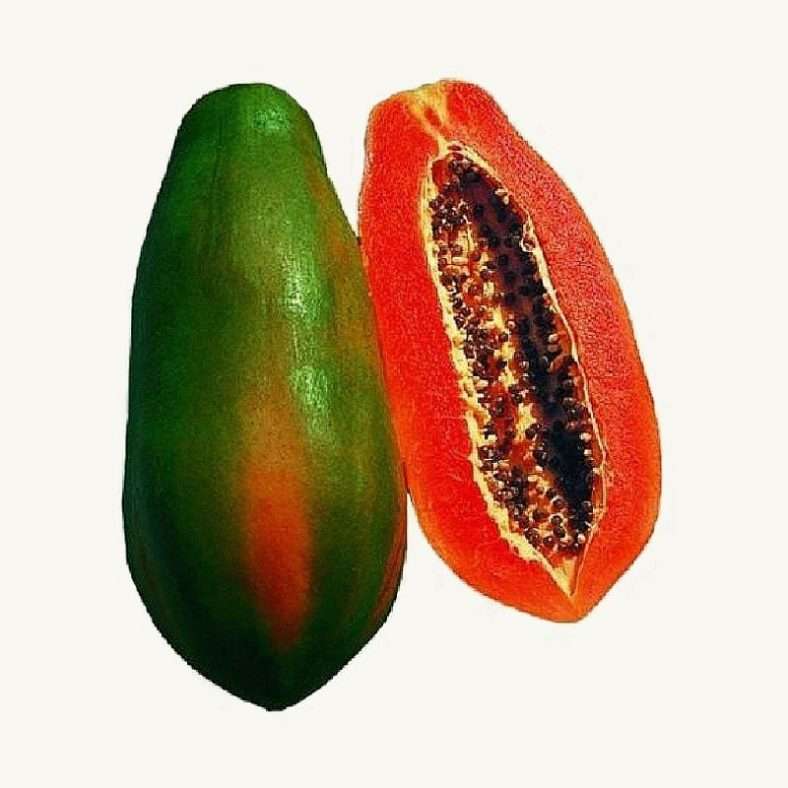 red-lady-papaya-seeds-f1-hybrid-5-pcs-krishimela