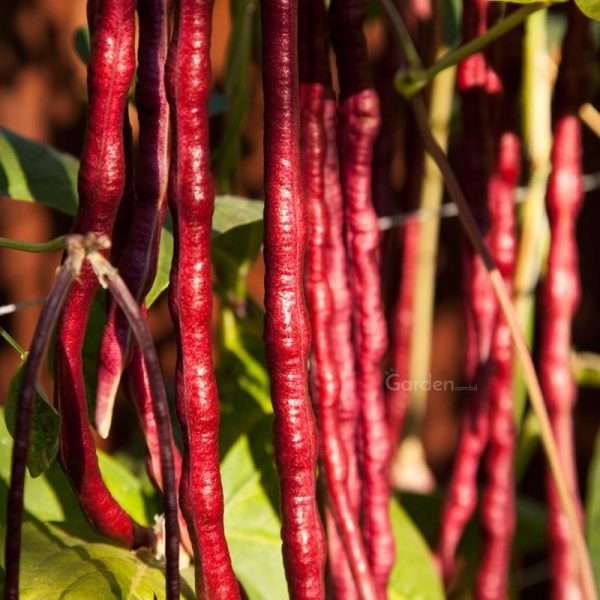 Red String Beans Seeds (লাল বরবটি)
