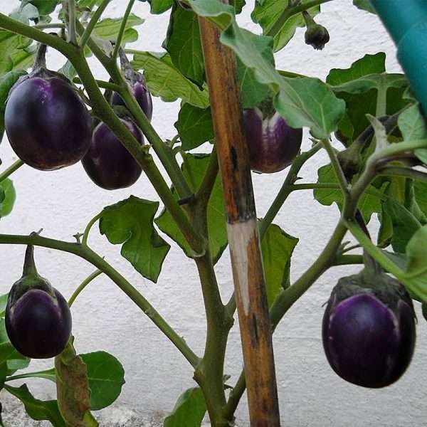 Round Eggplant Seeds (তাল বেগুন বীজ)