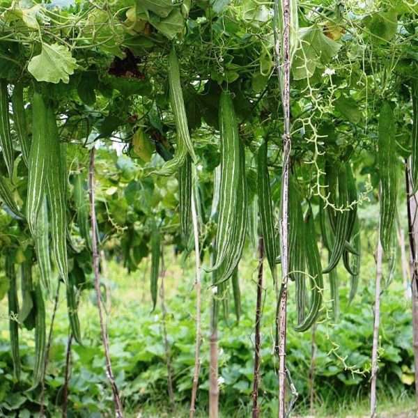 Snake Gourd Seeds (চিচিঙ্গা বীজ)