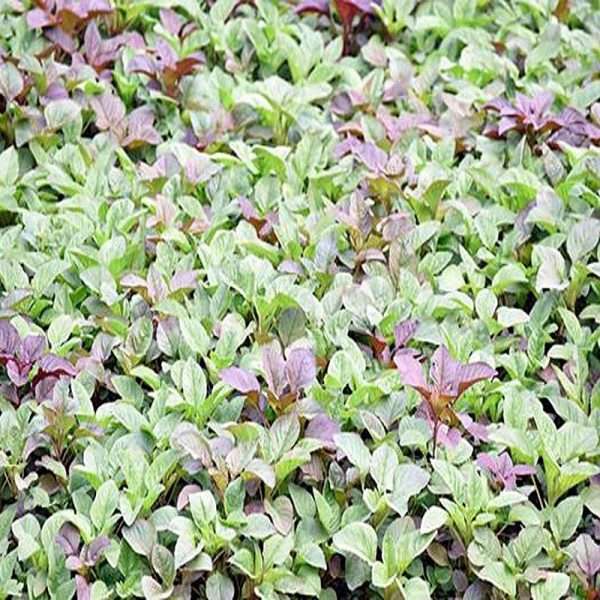 Stem Amaranth Seeds (ডাটা শাক বীজ)