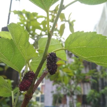 Mulberry plant