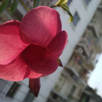 Almonda flower plant
