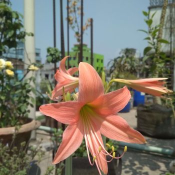 Amaryllis lily