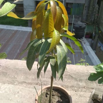 bari 4 mango
