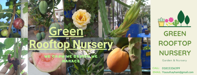 Green Rooftop Nursery Shop