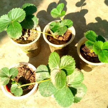 Strawberry seedling