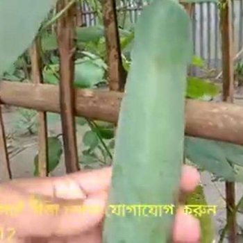 ভিয়েতনামি শসা ২০ পিচ