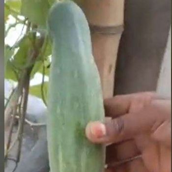 জাপানিজ শসা ২০ পিচ