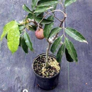 Litchi Seedlings / লিচুর চারা