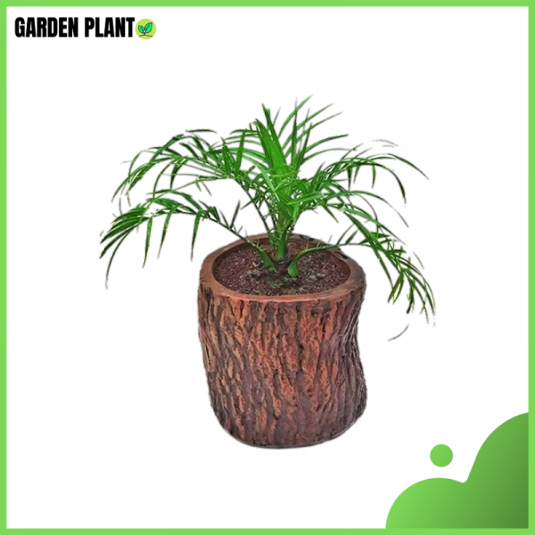 Phonix Palm