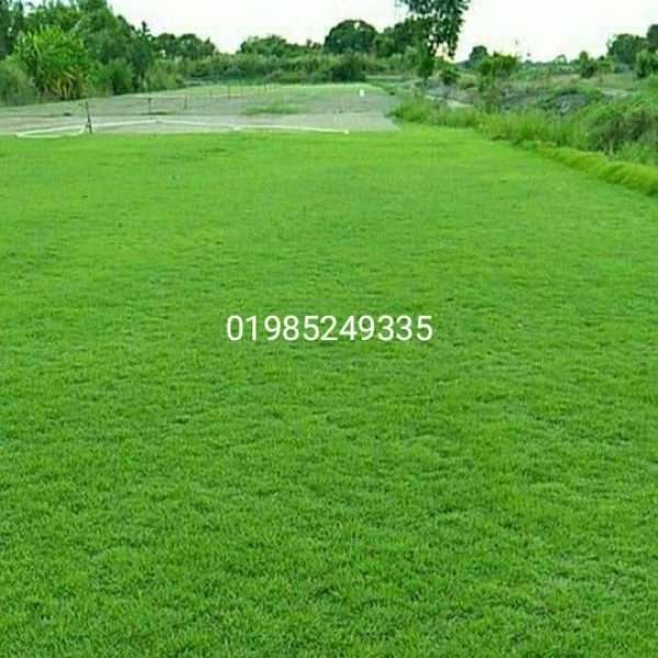 Lawn carpet