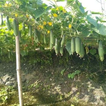 ময়নামতি হাইব্রিড শসা-৫ গ্রাম