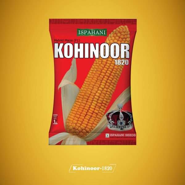 কোহিনুর ১৮২০ - হাইব্রিড ভুট্টা