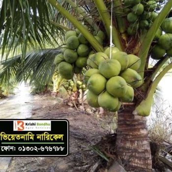 ভিয়েতনামী নারিকেলের চারা