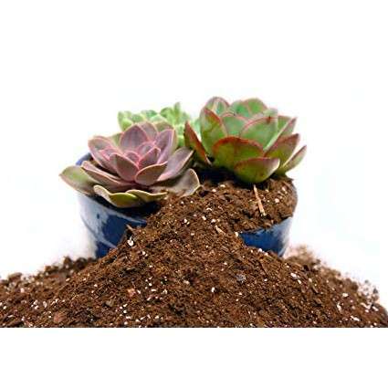 cactus soil 1 kg