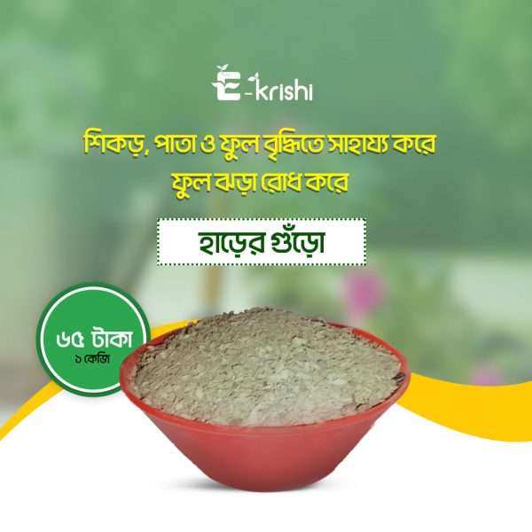 হাড়ের গুড়া