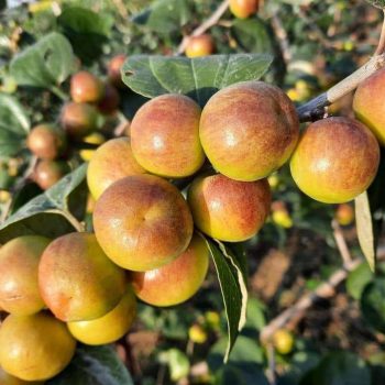 ভারত সুন্দরী কুল চারা