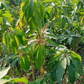হীমসাগর আম মুকুলসহ