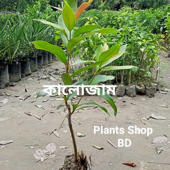 KALOJAM