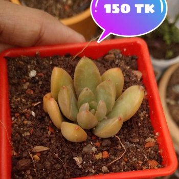 Succulent plants 1 pcs