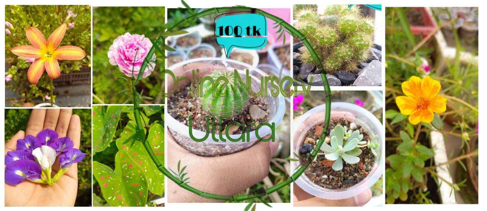 Online Nursery Uttara