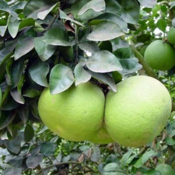 থাই বারোমাসি জাম্বুরা