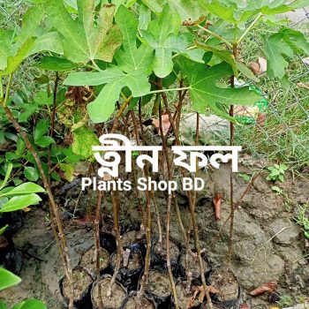 বারোমাসি ত্নীন ফল