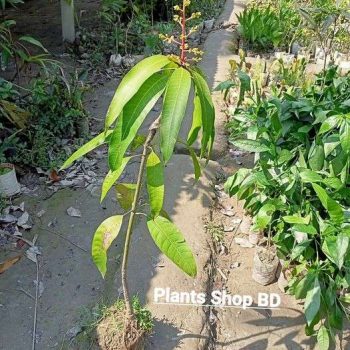ব্যানান ম্যাংগো আম গাছ ফুল সহ