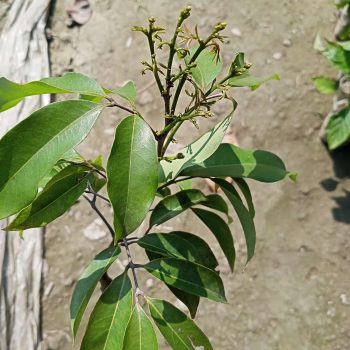 চায়না ৩ লিচু ফুল সহ