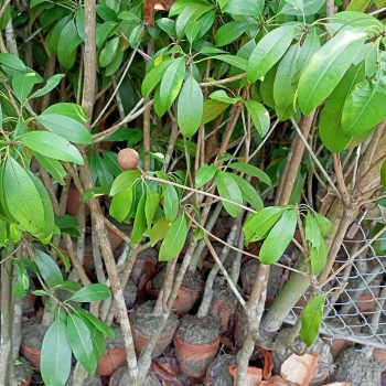 বারোমাসি থাই সবেদা