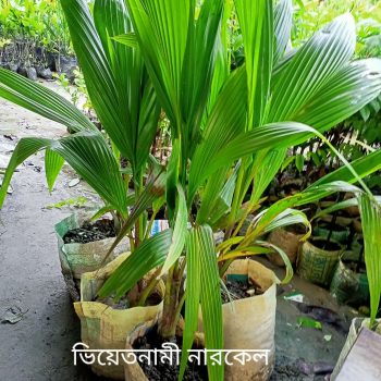 ভিয়েতনাম নারকেল