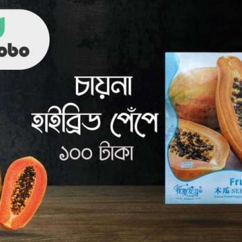 চায়না হাইব্রিড পেঁপে