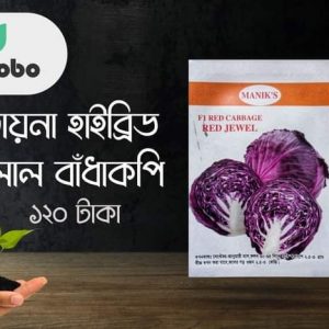 চায়না হাইব্রিড লাল বাঁধাকপি