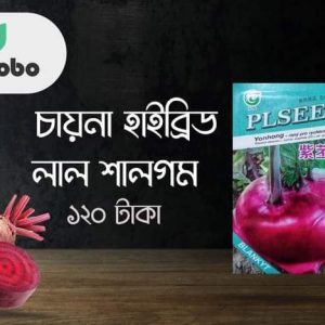 চায়না হাইব্রিড লাল শালগম