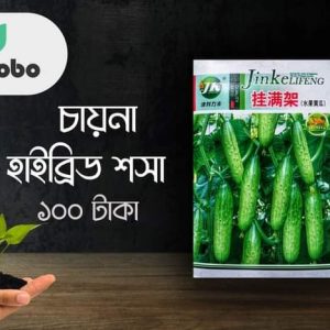 চায়না হাইব্রিড শসা