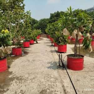 65 plants drip irrigation package