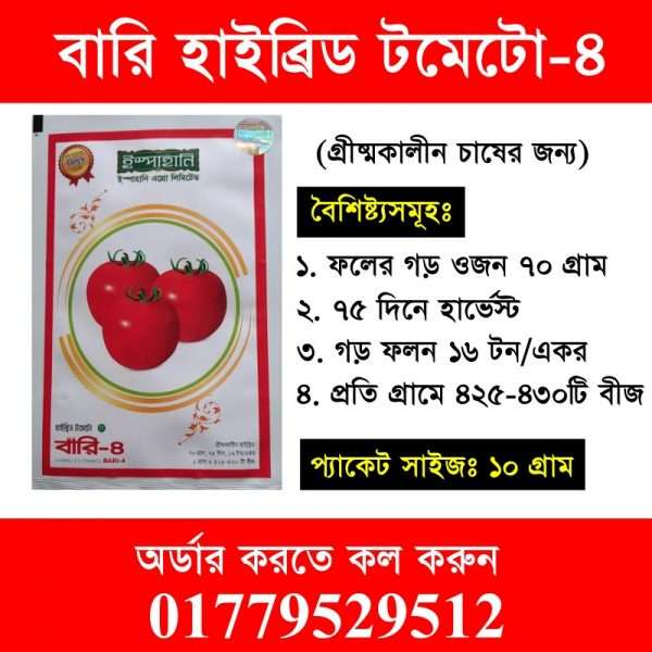 বারি হাইব্রিড টমেটো-৪(গ্রীষ্মকালীন চাষের জন্য)