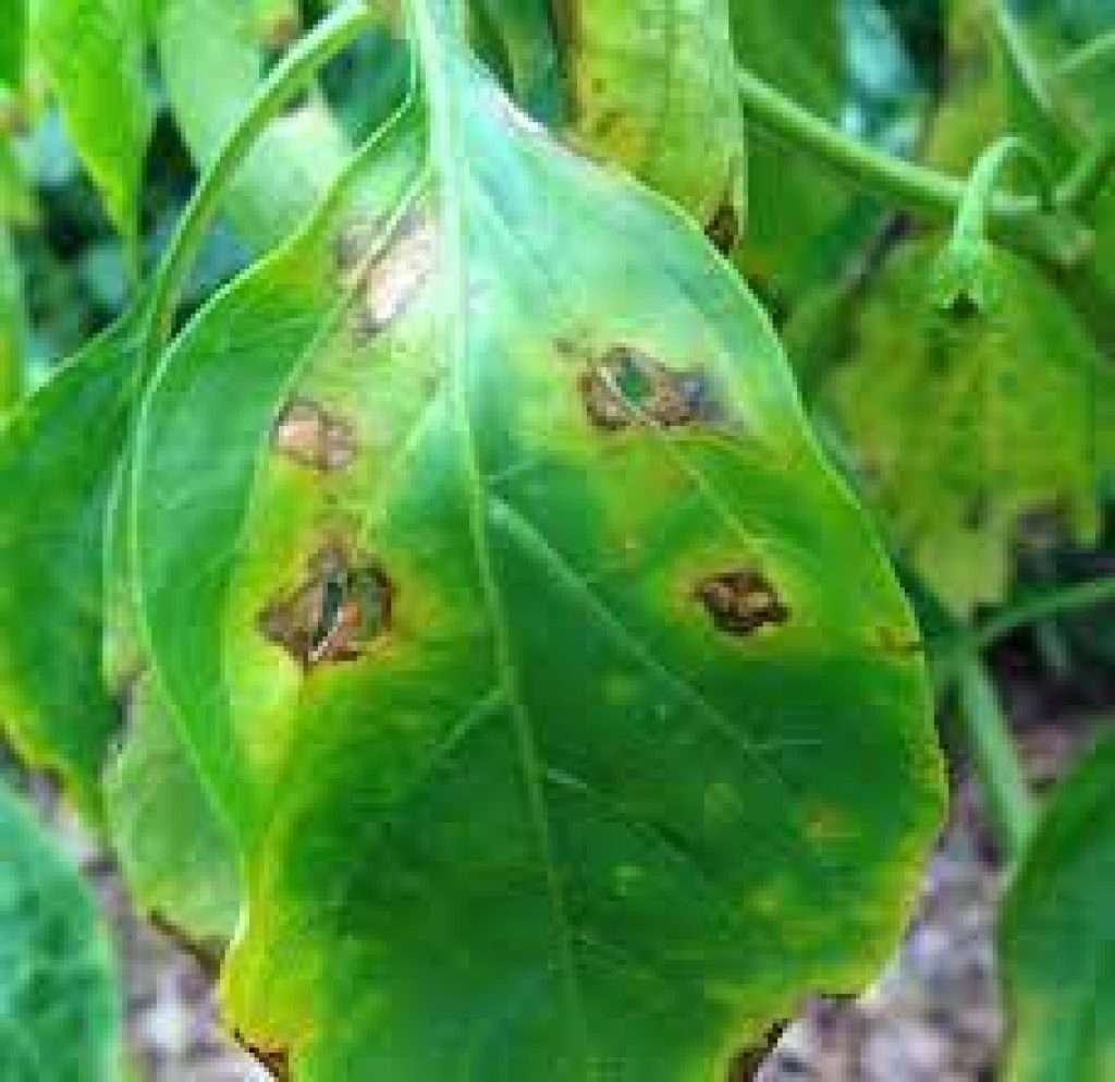 মরিচ রোগ নিয়ন্ত্রণ পদ্ধতি