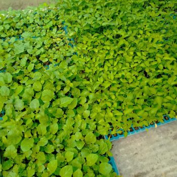 বেগুন চারা